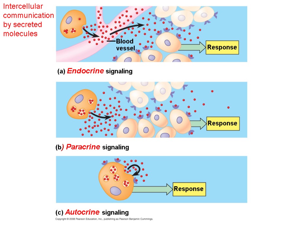 Intercellular communication by secreted molecules Blood vessel Response Response Response (a) Endocrine signaling (b)